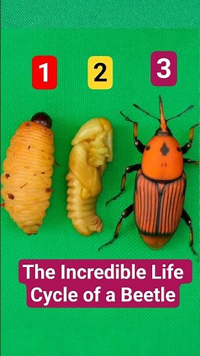 Witness the 25-Day Journey of a Coconut Beetle's Transformation 🐛🪲🥰