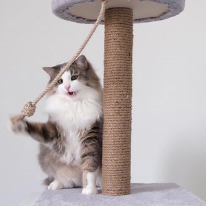 3K reactions · 345 shares | What’s the right gift to make a pet feel right at home? We’ve got all the answers in Pet Gift Finder. | Walmart | Facebook