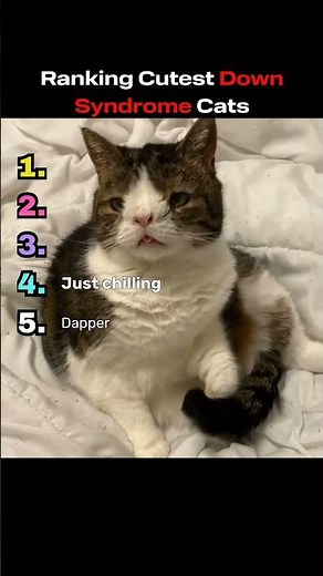 Ranking cutest down syndrome cats #animals #shorts #cat #fyp