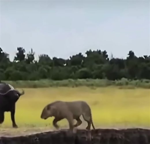 Explore African Wildlife on an Exciting Safari Adventure