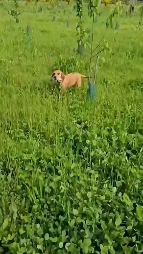 1.7K views · 42 reactions | A Little Wild Bunny Rescued by the Dog#rabbit #animals #respect #usa #cute #friendship #fyp | lovely.pallll | Facebook