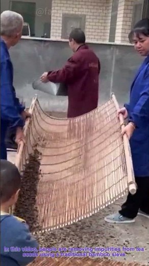 Traditional Tea Seed Impurity Removal with Bamboo Sieve - Ancient Agricultural Wisdom
