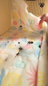 1.5M views · 6.5K reactions | This lizard lives like a king #viralvideochallengevideochallenge #fbreelsviral2024 #trendingreelsvideo2024 #trendingreelsvideo #fbreelsviral #viralvideochallenge #factsyoudidntknow #soil #car #dog | FactoFact | Facebook