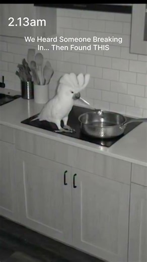 We Heard Someone Breaking In… Then Found THIS