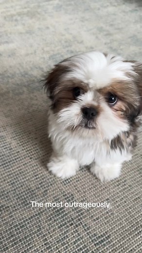 The Entitled Royalty of the Dog World: Shih Tzus
