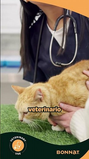 Dieta Hepática para Gatos: Protege su Hígado y Mejora su Bienestar con Ingredientes Naturales 🐱💚
