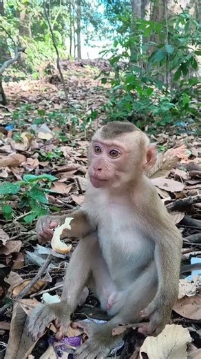 Little LUNO🐒 🐵 enjoys having food like human #cuteanimals #viralvideo #monkey