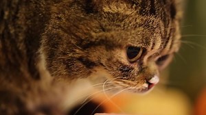 I’m thankful for all the BUB videos I made. Please try enjoy Lil BUB’s 2014 Fish & Yogurt Thanksgiving as much as she did... | Lil Bub