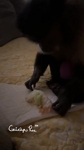 Sushi 🍣 snack! My sushi is cucumber and cream cheese!! It makes me Schrong #Gaitlynrae #Lifeofthelachers #LifeWithGaitlyn #foodie #family #sushi #sushilovers #sushiroll #sushilover | Grae Farms LLC