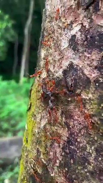 Unbelievable Teamwork: Ants Carry Earthworm Skyward