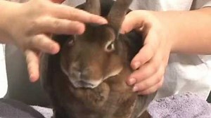 Rabbit Showmanship Example 1