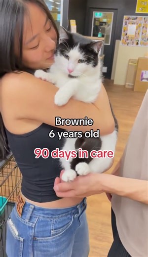 Help These Angels Find Their Forever Homes | Adopt Cats | Petbarn