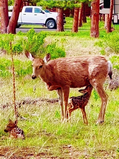 Wild Animal Surprises: Nature's Unseen Moments