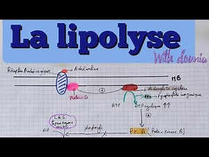 la lipolyse " schéma explicatif "(شرح بالعربي)