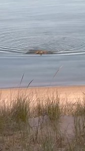 9.5K views · 21 reactions | Joe Charlevoix on Reels | Facebook