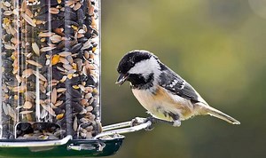 Where Is the Best Place to Put a Bird Feeder?