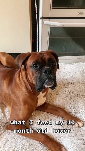 Burt the Boxer on TikTok