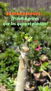 Hora de quitar el plástico... #injertos #injertoplano #adenium #adeniumobesum #adeniumlover #cuidadosfloresfeldesierto #cuidadoadenium #tipsplantas #consejosflores #floresdeldesierto #rosadodeserto #caudex #enxerto #tipsplantas #CapCut ##floresdeldesiertosantacruz #reelsinstagram #reelsfacebook #reelsfyp | Flores del desierto Santa Cruz