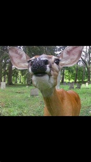 Various animals looking into the camera