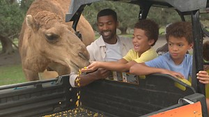 393K views · 60 reactions | Ride, walk, or drive at Wild Florida! Come along for a wild adventure at one of Kissimmee’s greatest outdoor adventures. It’s time for another Kissimmee On-The-Go. #ThiIsWildFlorida #MyKissimmee #GetBold | Experience Kissimmee, Florida | Facebook