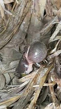 Close up footage of Spring Peepers calling at night!
