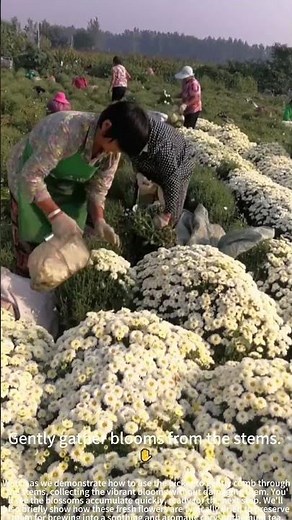 Harvesting chrysanthemums with a picker! 🌼