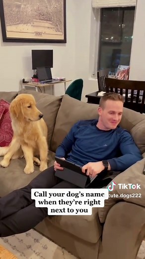 Dramatic dog. #dog #foryou #funny #funnydog #fyp | Dramatic Dogs
