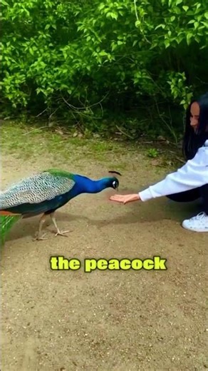 a peacock who knows how to return the favor #shorts #peacock