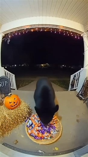 65K views · 436 reactions | Back bear was caught trying to steal...