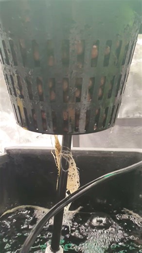 Bella | End of Week 3 DWC Root Check #shorts