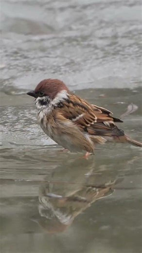 The way they flutter their wings to beat the heat fascinating..Keep a bowl of water to drink them