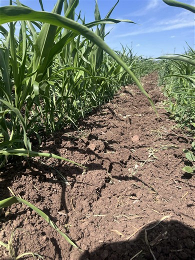 Maíz: cuándo desarrolla estructuras reproductivas y mazorca