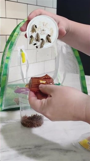 Insect Lore Butterfly Farm