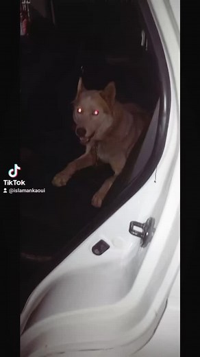 ترويض ملب هاسكي من حالة شرسة الى اليف | إسلام العنقاوي - Islam Ankaoui