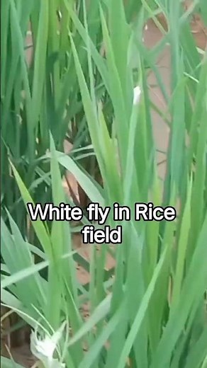 White fly in Rice Field #ricefeld #whiteflycontrol #farming #agri #pest #LiveAgriculture247