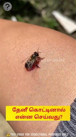 🐝🤔🤯🔥தேனீ கொட்டினால் என்ன செய்வது?| What to do if a bee stings?| Voice Of Ranjith | #beesting #shorts