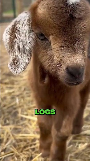 Adorable Facts About Pygmy Goats 🐐
