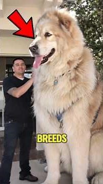 5 LARGEST Dog Breeds In The World