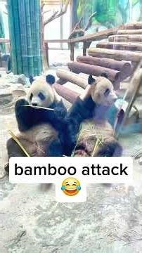 Pandas Being Silly 😂 Cute and Funny Panda Compilation #panda