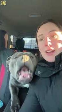 Just talking dogs compilation
