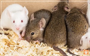 Why do Pet Mice Fight? How to Stop Them Fighting? - VIVO Pets