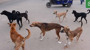 Kerala activists seek intervention of PM Modi in culling stray dogs
