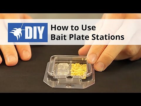How to Use Bait Plate Stations for Ant & Roach Control