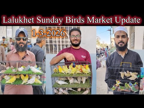 Sunday Birds Market Lalukhet Latest Update 1-3-2026 | world biggest birds market update in Karachi
