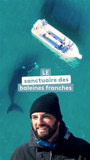 Encerclé par des baleines 🐋 . Aujourd’hui, la péninsule de Valdés est LE lieu de reproduction des baleines franches australes le plus important au monde 🌍. ▶️Le replay : https://www.france.tv/france-5/thalassa-aventures-extremes/8101353-patagonie-sur-la-route-des-baleines.html | Thalassa