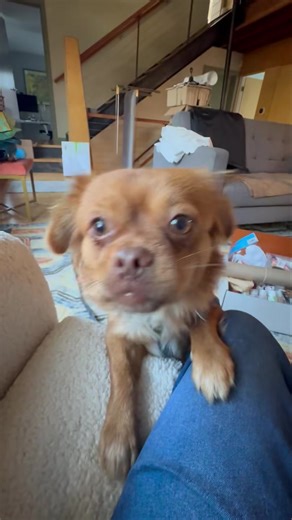 Saving Great Animals - Dog Rescue on Reels | Facebook