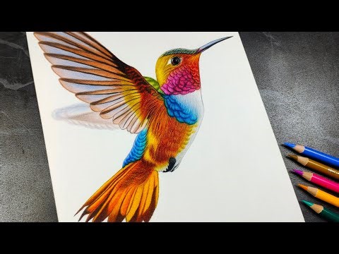 Realistic Hummingbird Drawing | Colour Pencil Timelapse Art
