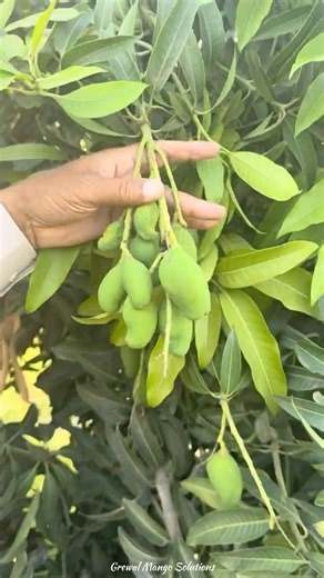 Fruit size Vs Fruit Drop #mangovarieties #mangofruitsize