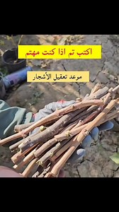 📅 مواعيد تعقيل الأشجار المثمرة 🌳🌱 ​إليكم الدليل الشامل لمواعيد إكثار الأشجار عن طريق العقل، لضمان نجاح الزراعة بإذن الله: ​🍋 الليمون: شهر 3 (مارس) ‏🍂 التين: شهر 1 و 2 و 3 (يناير، فبراير، مارس) ‏🍑 البرقوق: منتصف 1 و شهر 2 و منتصف 3 ‏🌴 فصل النخيل: شهر 4 و 5 (أبريل ومايو) ‏🍇 العنب: شهر 1 و 2 (يناير وفبراير) ‏🍎 الرمان: شهر 1 و 2 (يناير وفبراير) ‏🍊 البرتقال: شهر 3 (مارس) ‏🪵 اللوز: شهر 1 و 2 و 3 ‏🍑 المشمش: شهر 1 و 2 ‏🍎 الخوخ: شهر 1 و 2 ‏🫒 الزيتون: شهر 3 و 4 (مارس وأبريل) ‏🍏 التفاح: شهر 