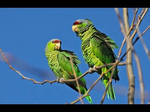 Wild Parrots In Southern California